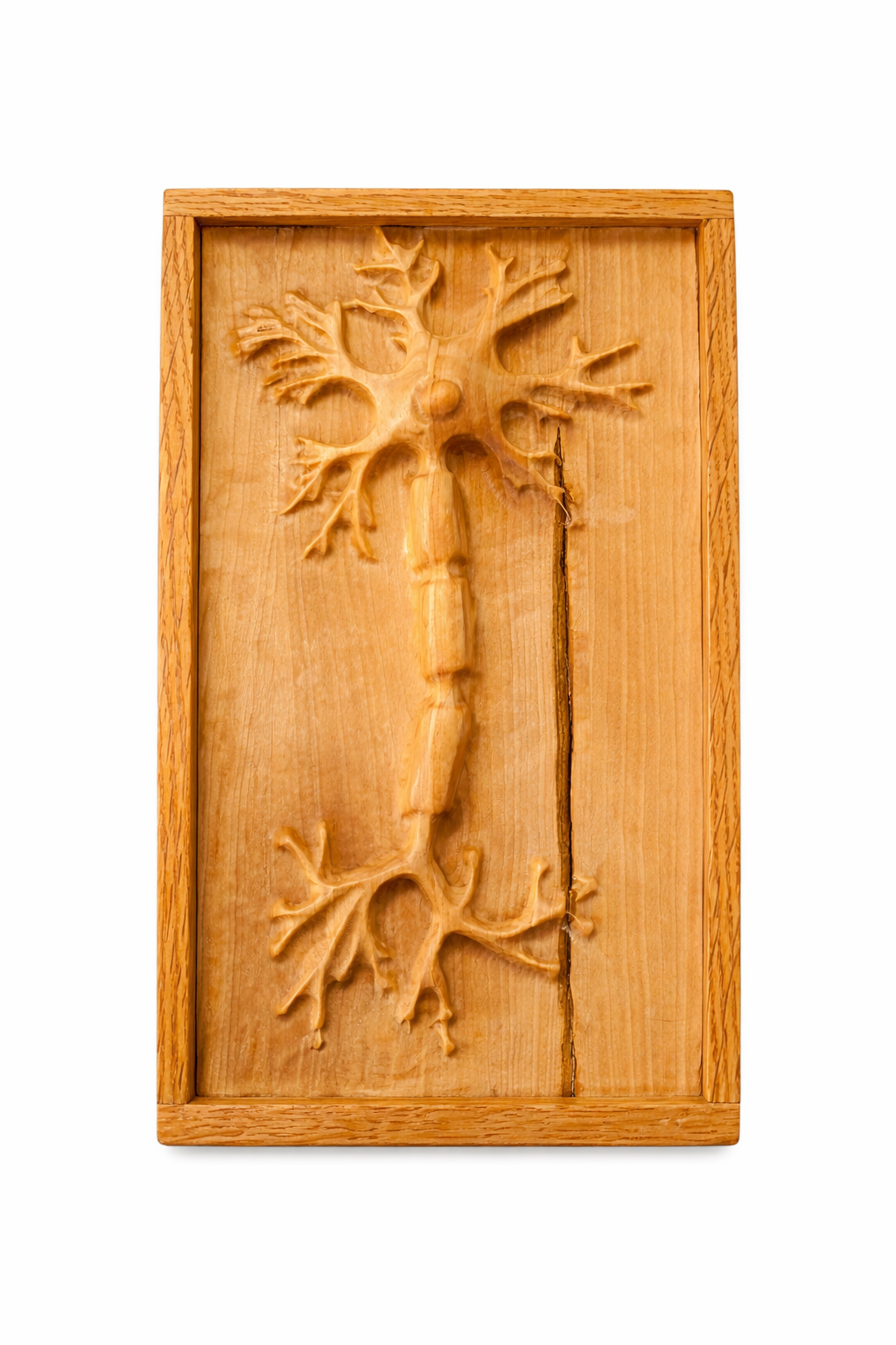 3d Relief av en nervcell